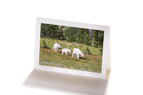 Rocky Mountain Goats (Greeting Card)